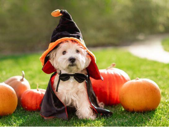 small dog in halloween costume with pumpkins